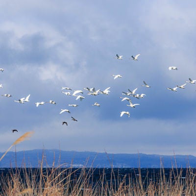 白鳥の飛翔:による美しい空の舞台の写真