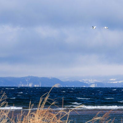 猪苗代湖で出会った白鳥のカップルの写真