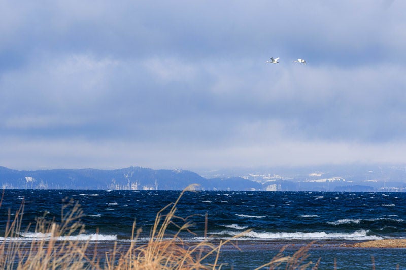 猪苗代湖で出会った白鳥のカップルの写真