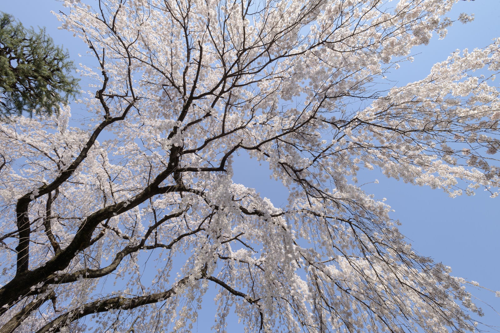 「見上げた空と桜（川越大師）」の写真