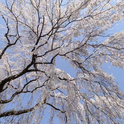 見上げた空と桜（川越大師）の写真