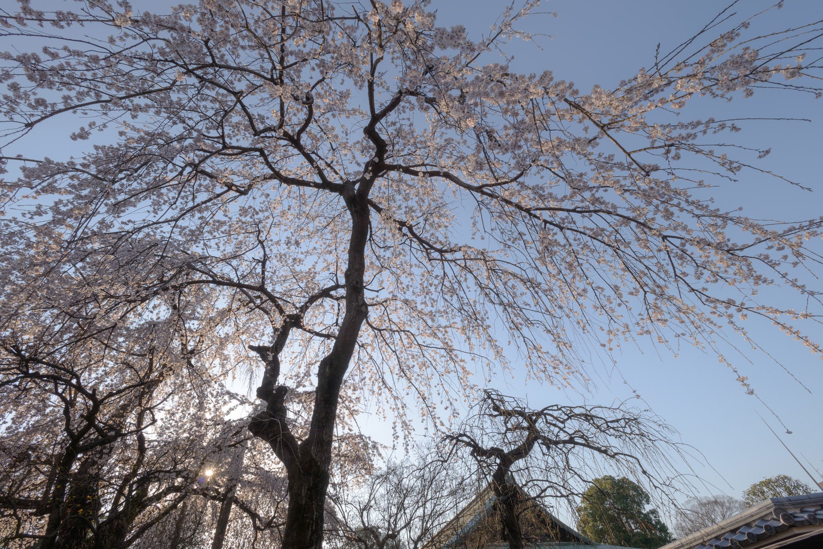 「境内から見上げた喜多院の桜（埼玉県川越市）」の写真
