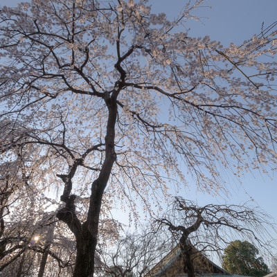 境内から見上げた喜多院の桜（埼玉県川越市）の写真