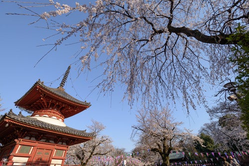 境内の木造塔と桜（川越大師 喜多院）の写真
