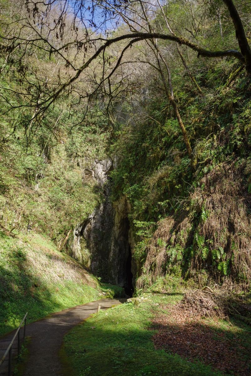 「森に囲まれた中にある備中鐘乳穴の亀裂のような入り口付近」の写真