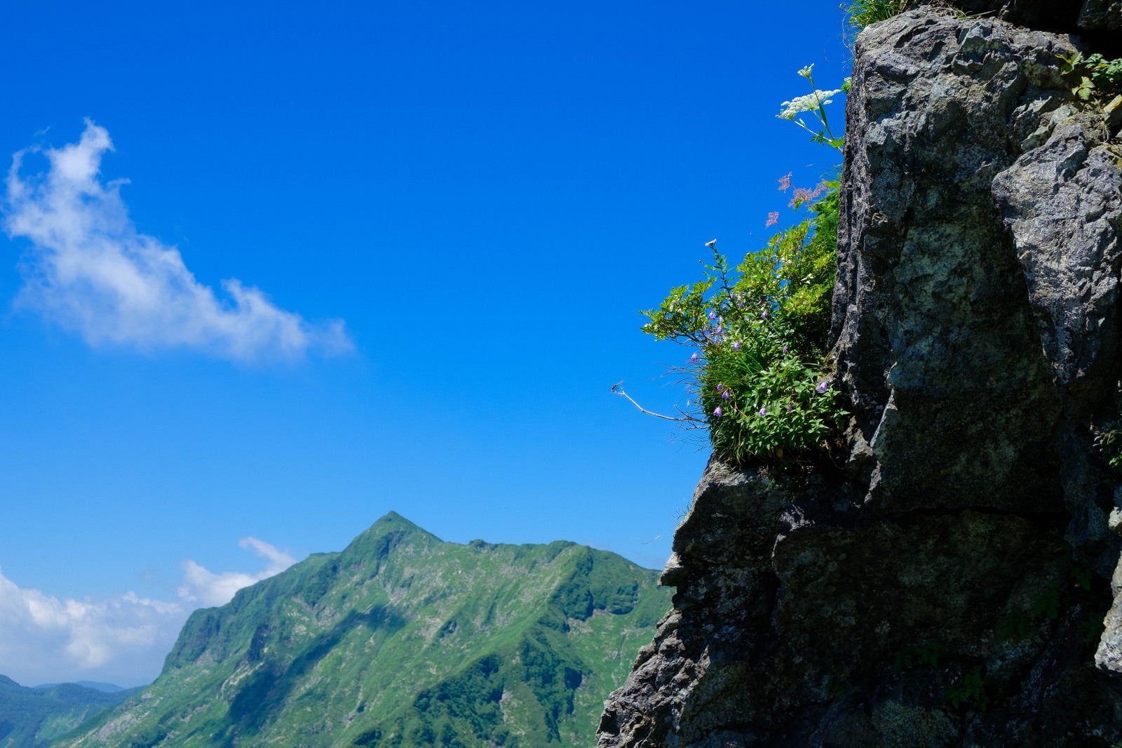 「岩肌に咲く高山植物と青空」の写真