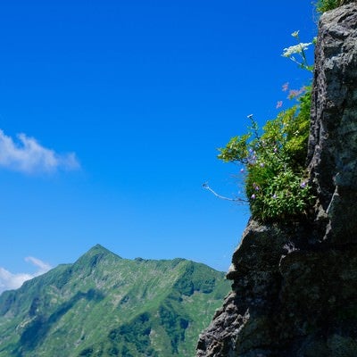 岩肌に咲く高山植物と青空の写真