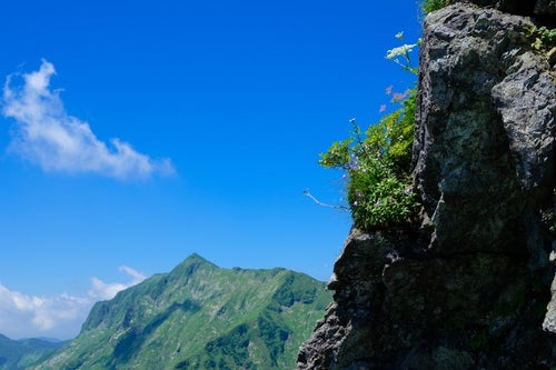 岩肌に咲く高山植物と青空の写真