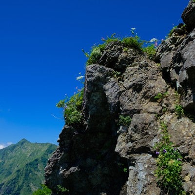 青空と岩肌に咲く高山植物の写真