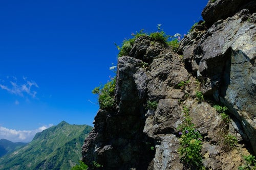 青空と岩肌に咲く高山植物の写真