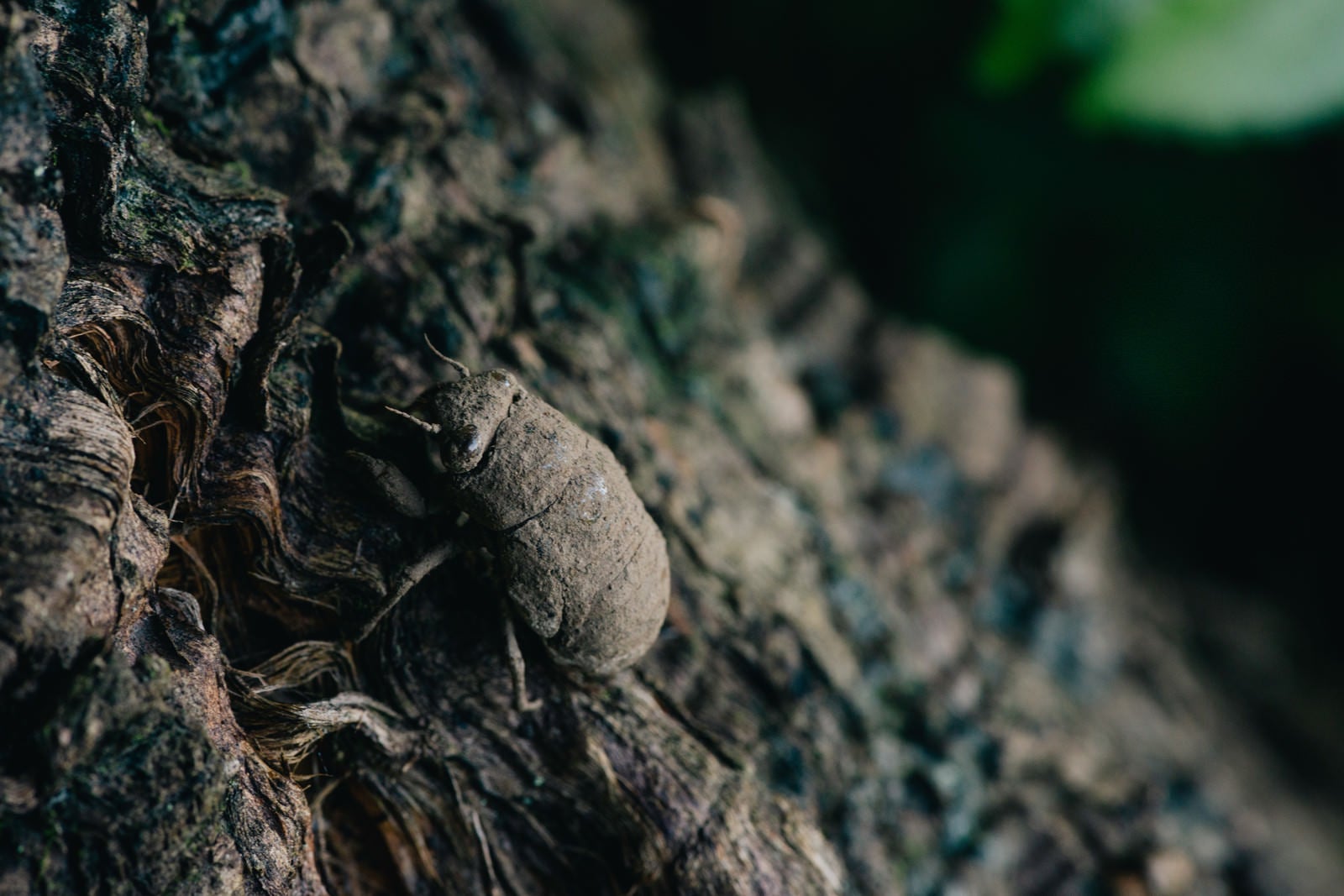「ゆっくりと木を登る脱皮前のニイニイゼミ」の写真