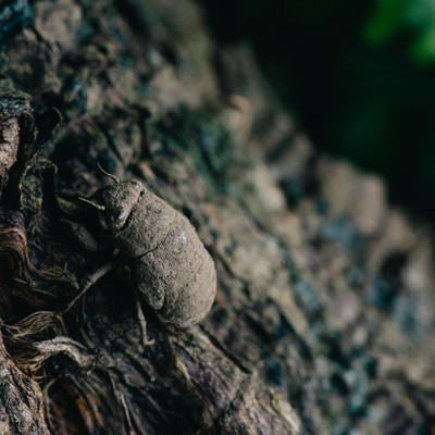 ゆっくりと木を登る脱皮前のニイニイゼミの写真