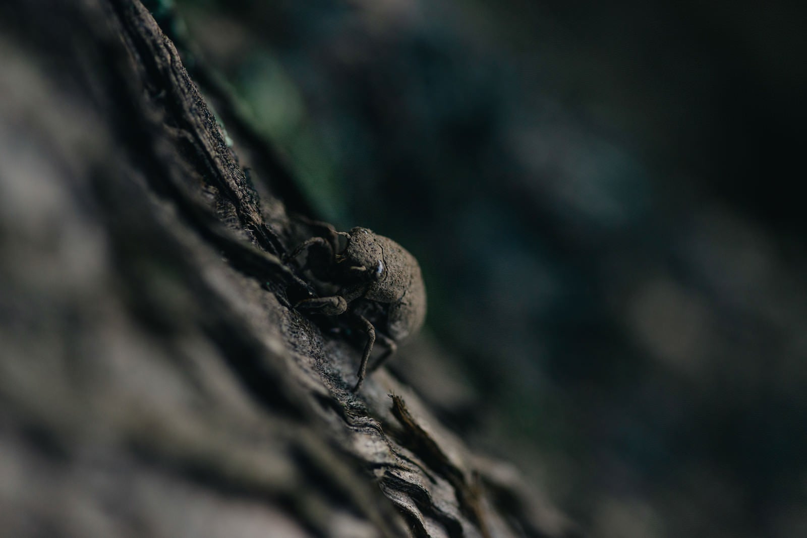 「地上から這い上がり木に捕まる蝉の幼虫」の写真