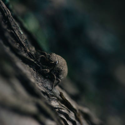 地上から這い上がり木に捕まる蝉の幼虫の写真