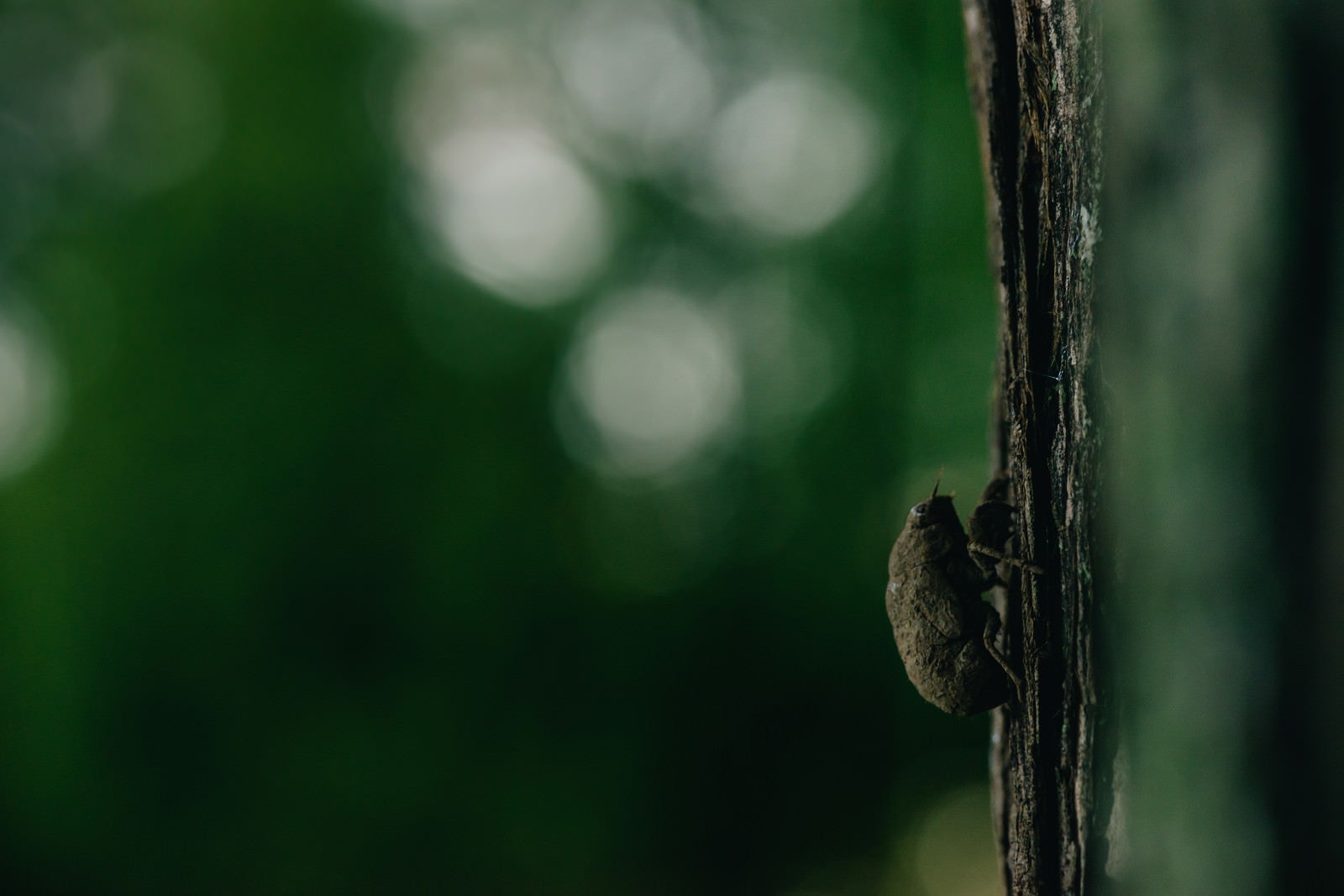 「羽化を待つニイニイゼミの幼虫」の写真