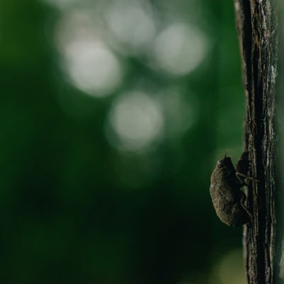 羽化を待つニイニイゼミの幼虫の写真