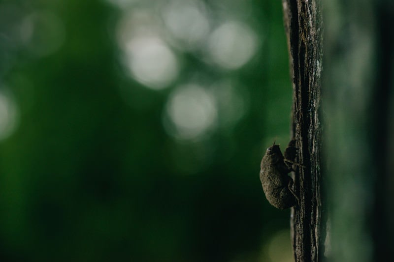 羽化を待つニイニイゼミの幼虫の写真