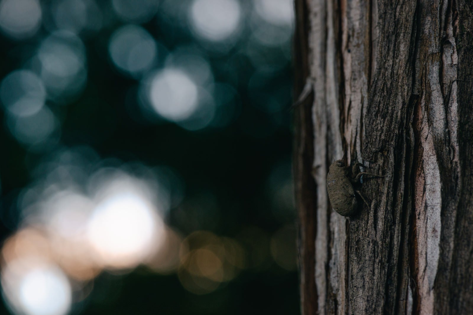 「幹をゆっくり登るニイニイゼミの幼虫」の写真