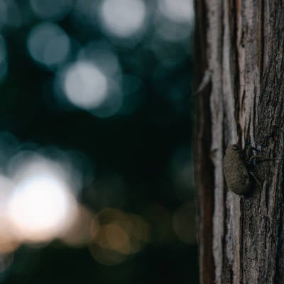 幹をゆっくり登るニイニイゼミの幼虫の写真