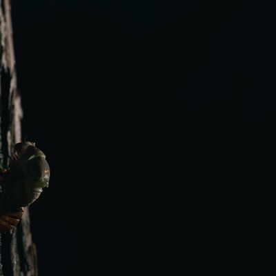 暗闇の中、羽化をはじめるニイニイゼミの幼虫の写真