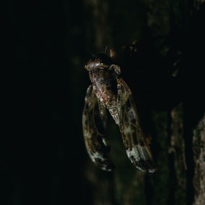 蝉（ニイニイゼミ）の羽化の様子の写真