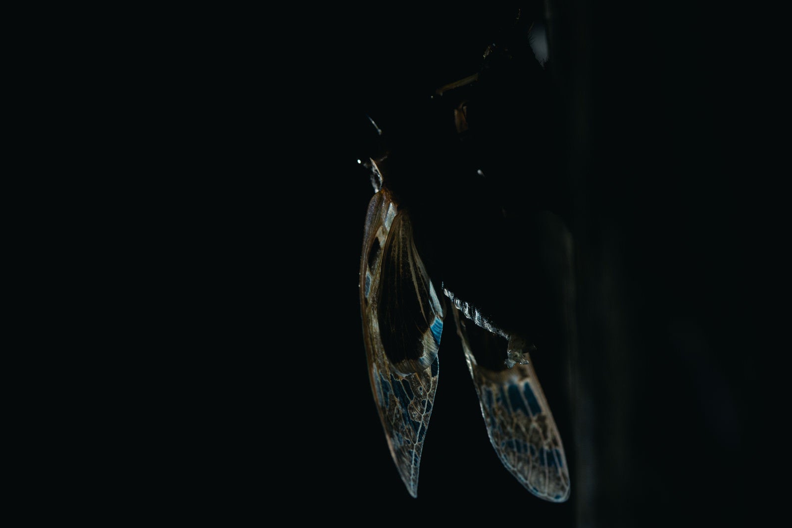 「羽化したばかりの蝉の羽」の写真