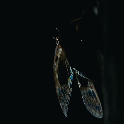 羽化したばかりの蝉の羽の写真