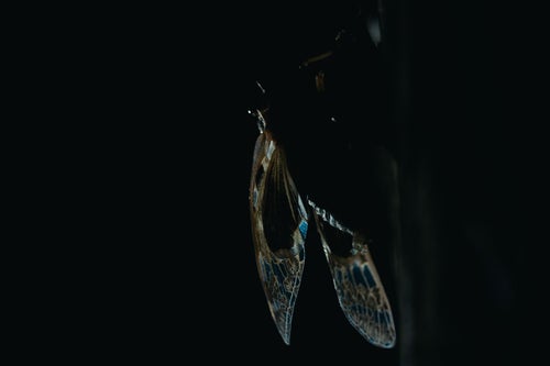 羽化したばかりの蝉の羽の写真