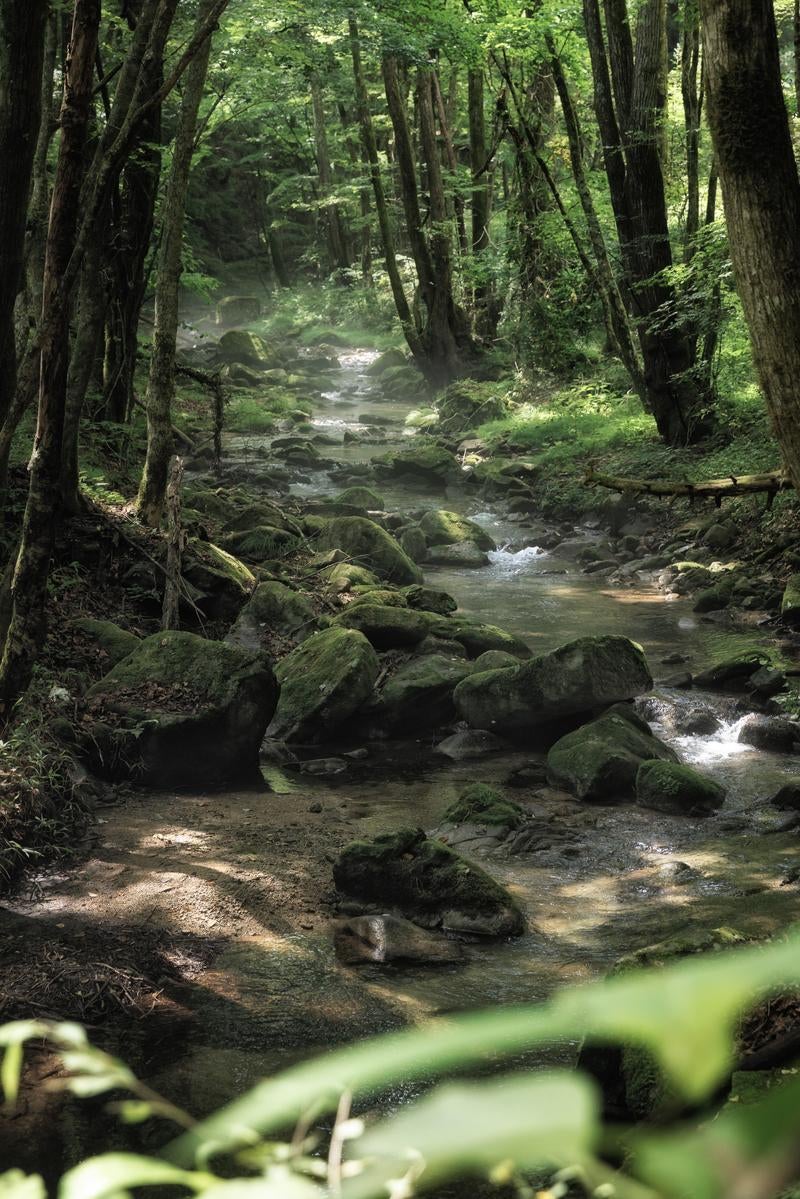 「行司ヶ滝散策、木漏れ日満ちる小川」の写真