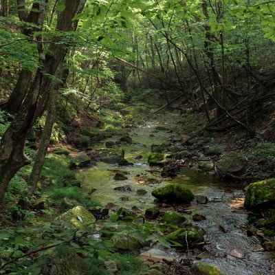 行司ヶ滝の苔むした岩石と新緑の森の写真