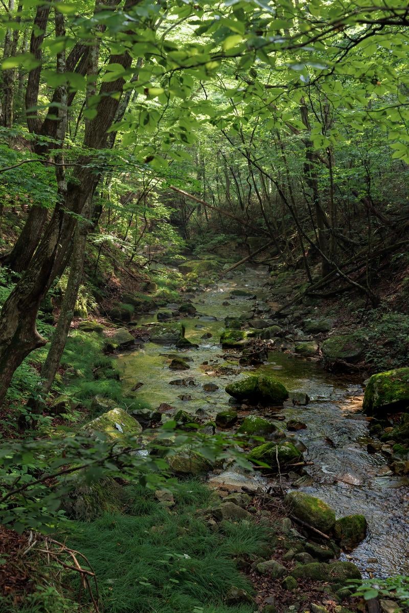 「行司ヶ滝の静かに流れる小川の旅」の写真