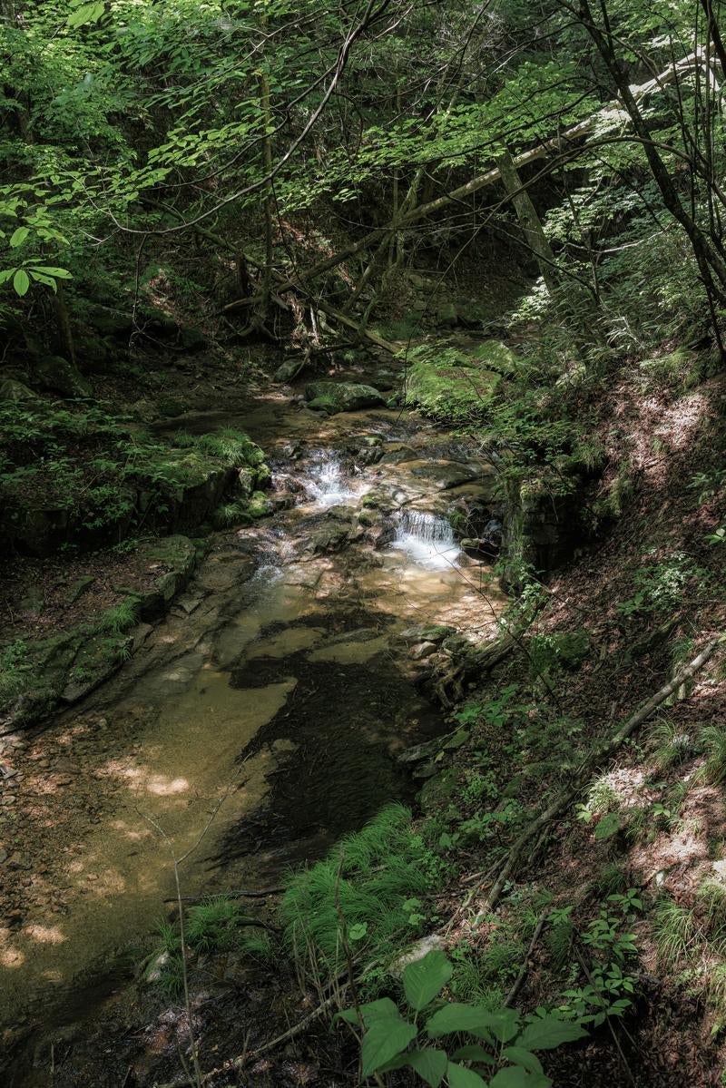 「木漏れ日が綴る行司ヶ滝の小川」の写真