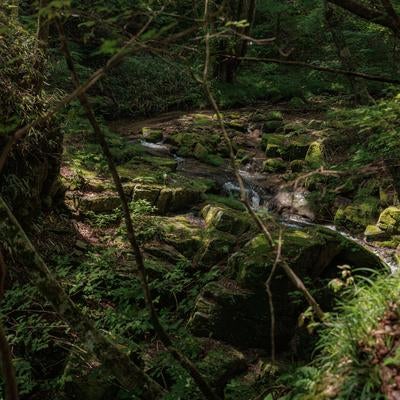 行司ヶ滝の静寂な美の写真