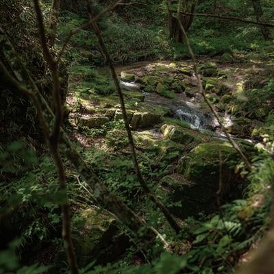 苔生す岩と小川の調和、行司ヶ滝での木漏れ日の風景の写真