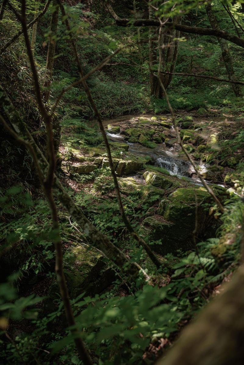 「苔生す岩と小川の調和、行司ヶ滝での木漏れ日の風景」の写真