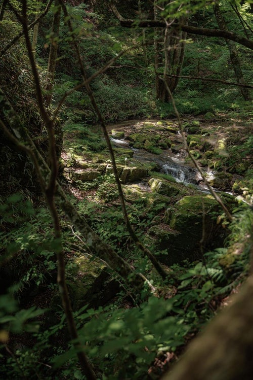 苔生す岩と小川の調和、行司ヶ滝での木漏れ日の風景の写真