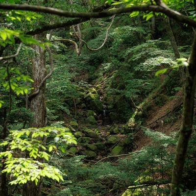 苔と小川の中の光と影の写真