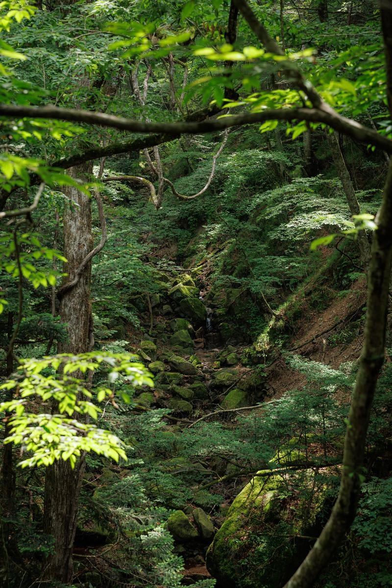 「苔と小川の中の光と影」の写真