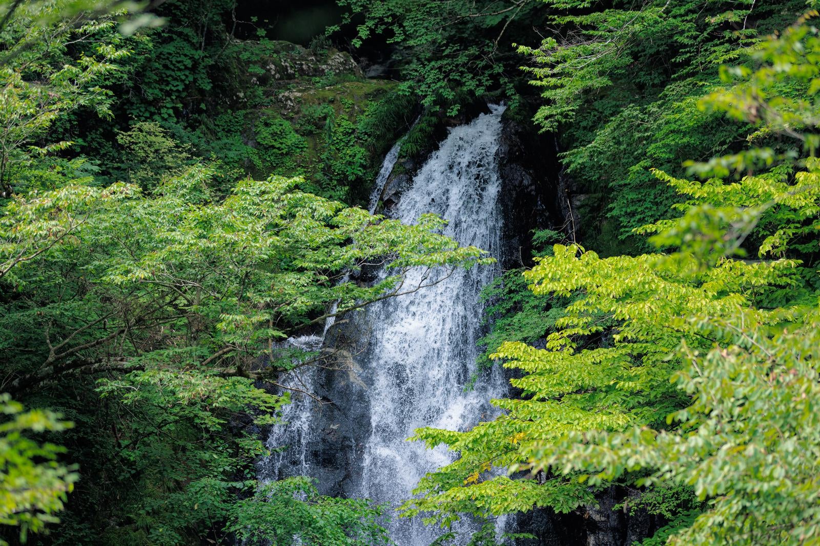 「行司ヶ滝と新緑」の写真