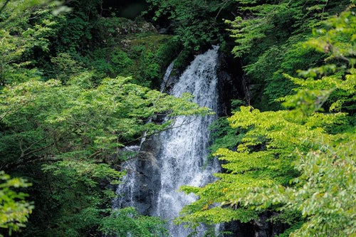行司ヶ滝と新緑の写真
