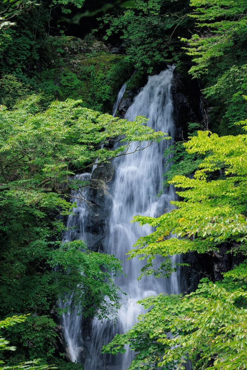 「勢いよく落ちる行司ヶ滝」の写真