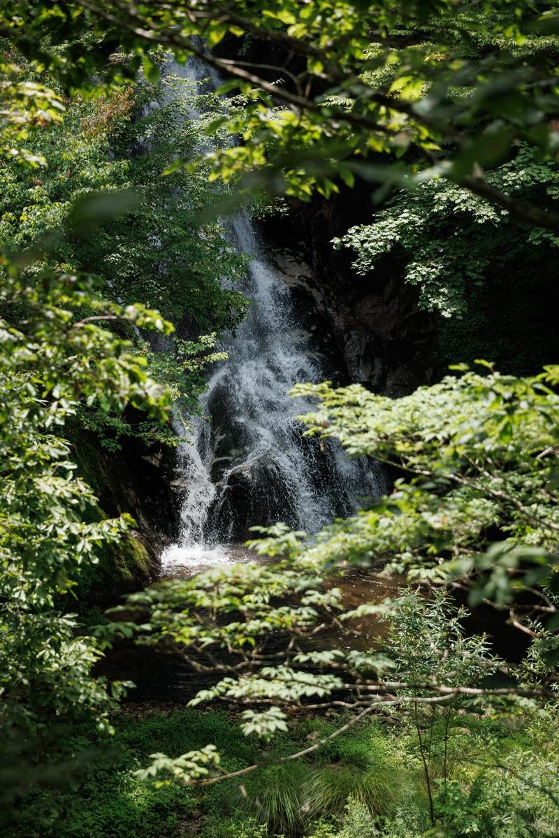 「行司ヶ滝と緑」の写真