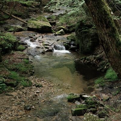 緑豊かな行司ヶ滝の山道に流れる川の写真