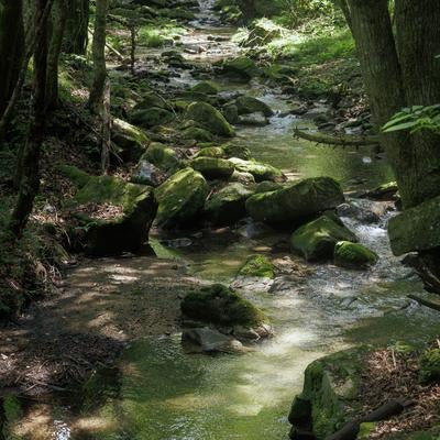 渓谷と苔生す岩の美しい融合の写真