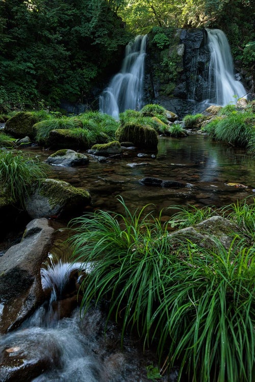 天栄村の明神滝と植物の写真