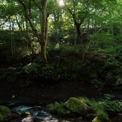 明神滝のせせらぎに落ちる木漏れ日と光芒の写真
