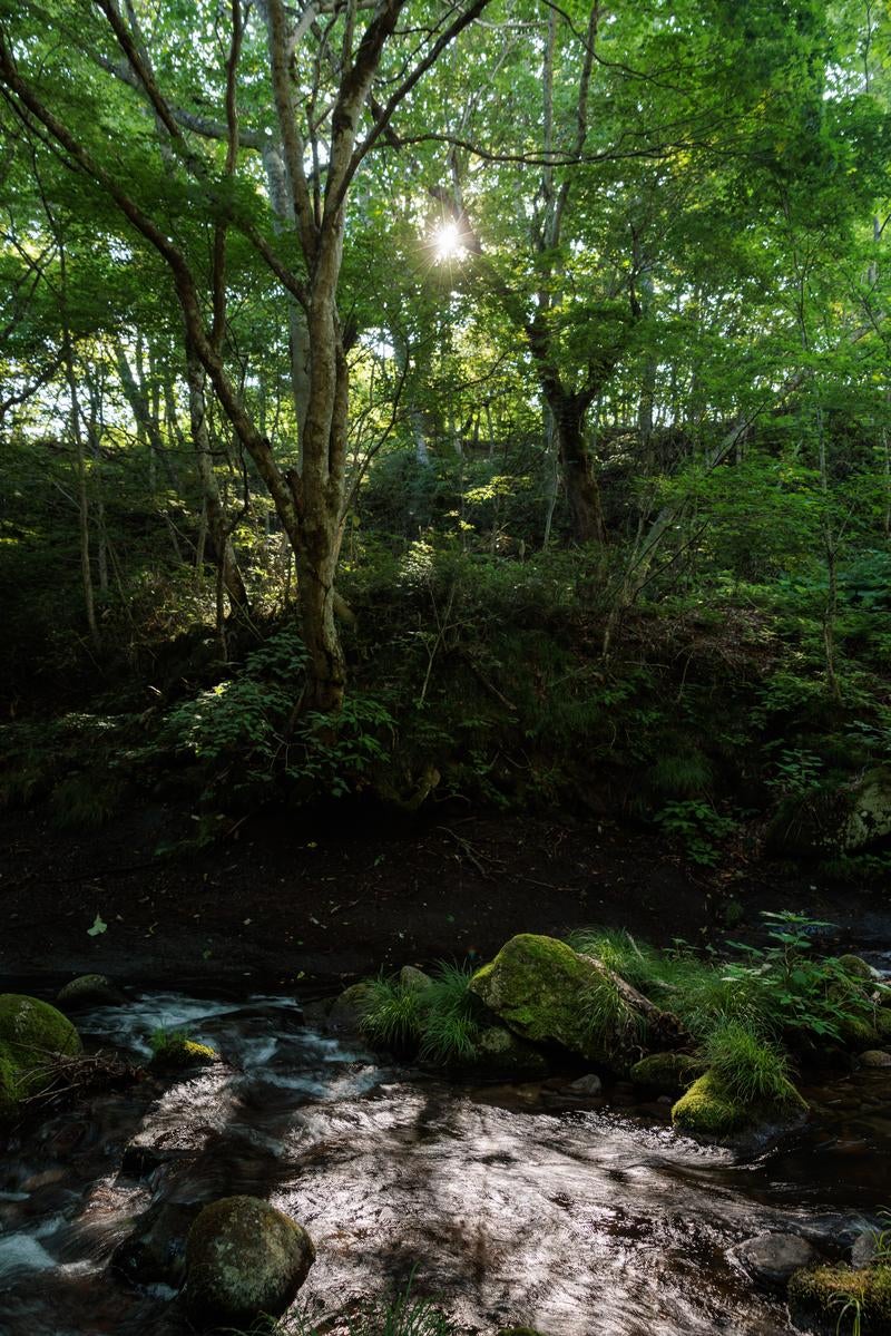 「明神滝のせせらぎに落ちる木漏れ日と光芒」の写真