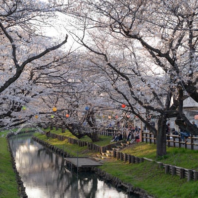 新河岸川の桜並木（埼玉県川越市氷川町）の写真