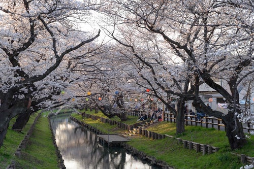 新河岸川の桜並木（埼玉県川越市氷川町）の写真