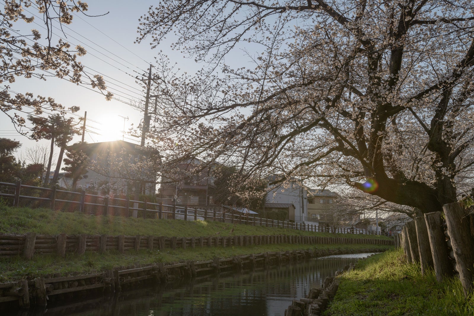 「河岸から見た桜（埼玉県川越市氷川町）」の写真